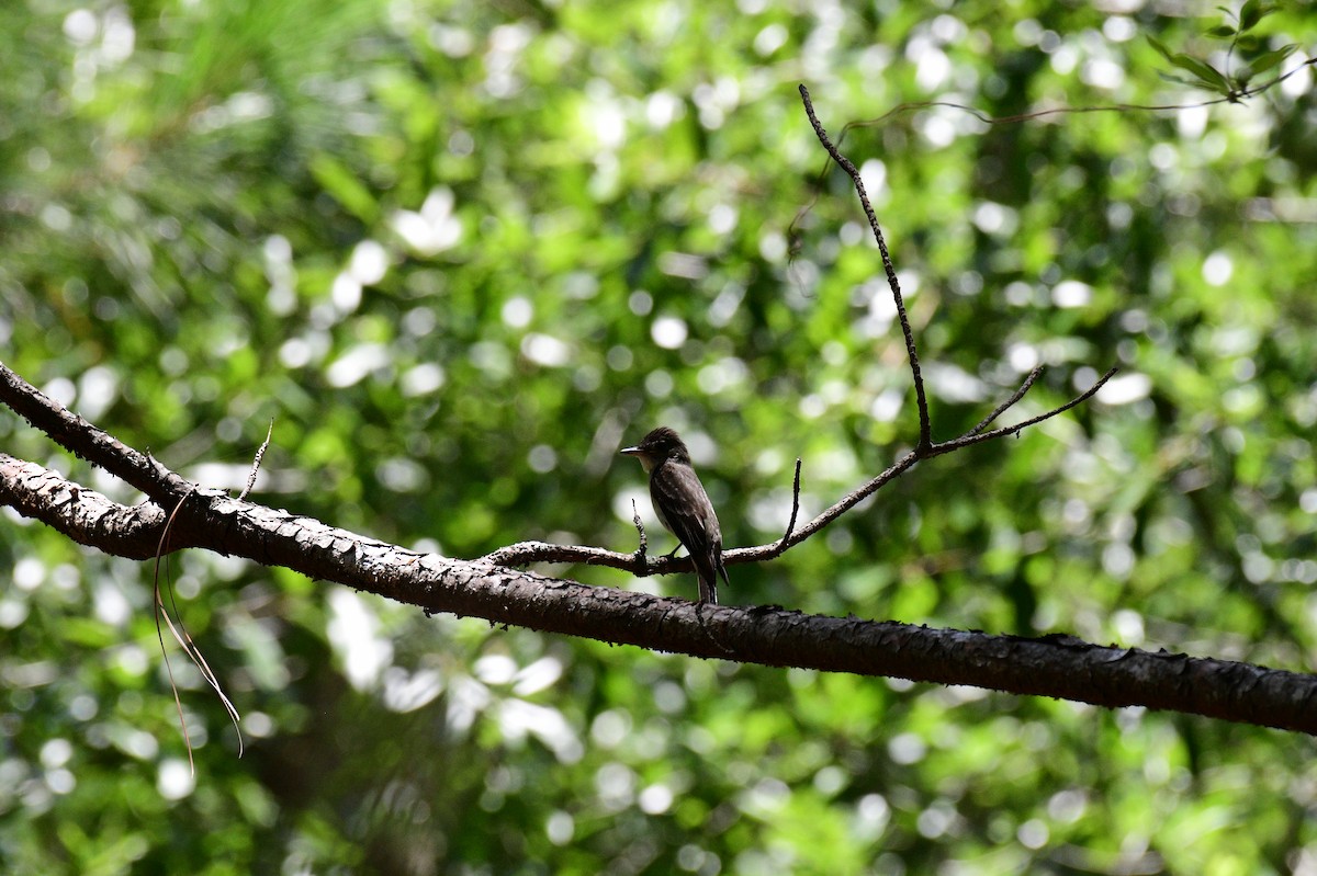 Eastern Wood-Pewee - ML594675131