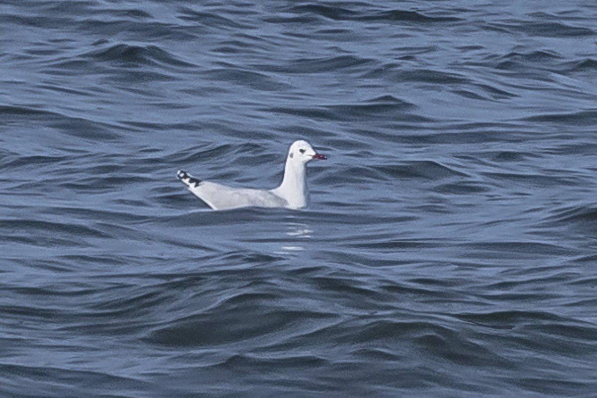 Brown-hooded Gull - ML594675251