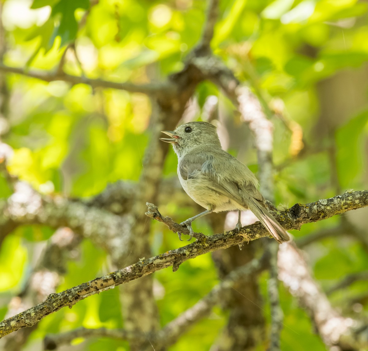 Oak Titmouse - ML594675271