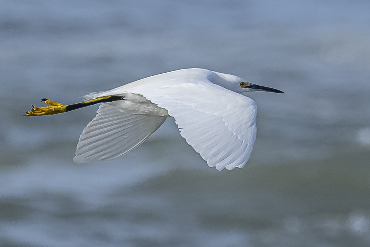 Snowy Egret - ML594675311
