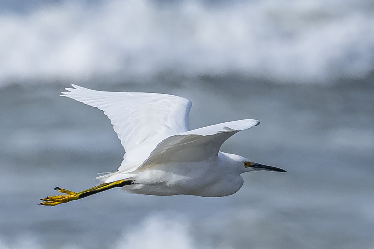 Snowy Egret - ML594675341