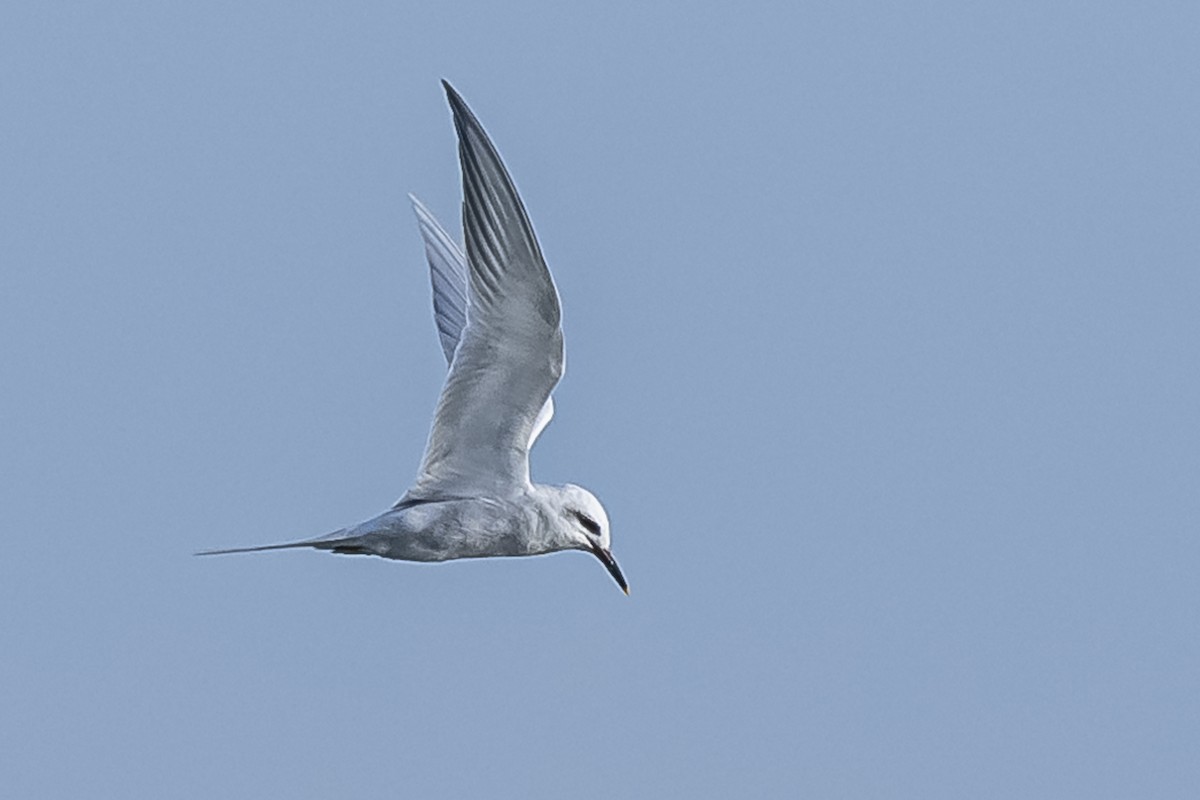 Snowy-crowned Tern - ML594675541