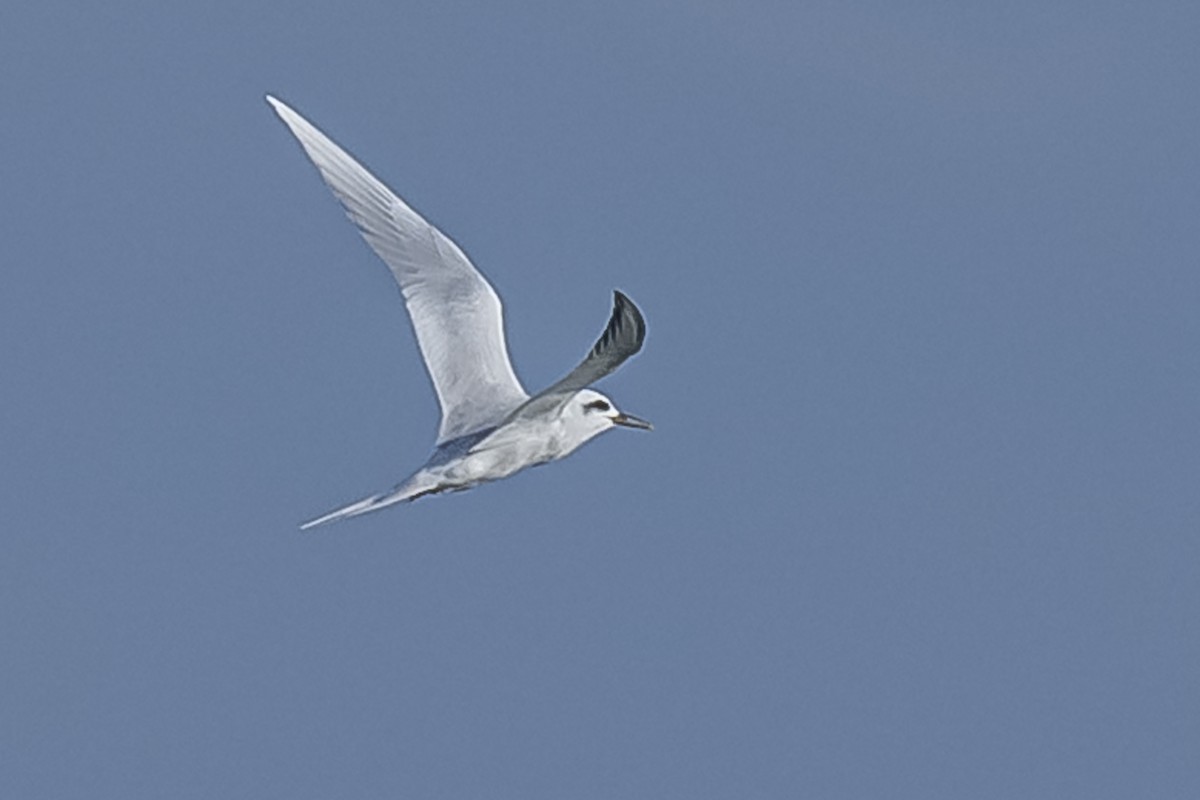 Snowy-crowned Tern - ML594675591