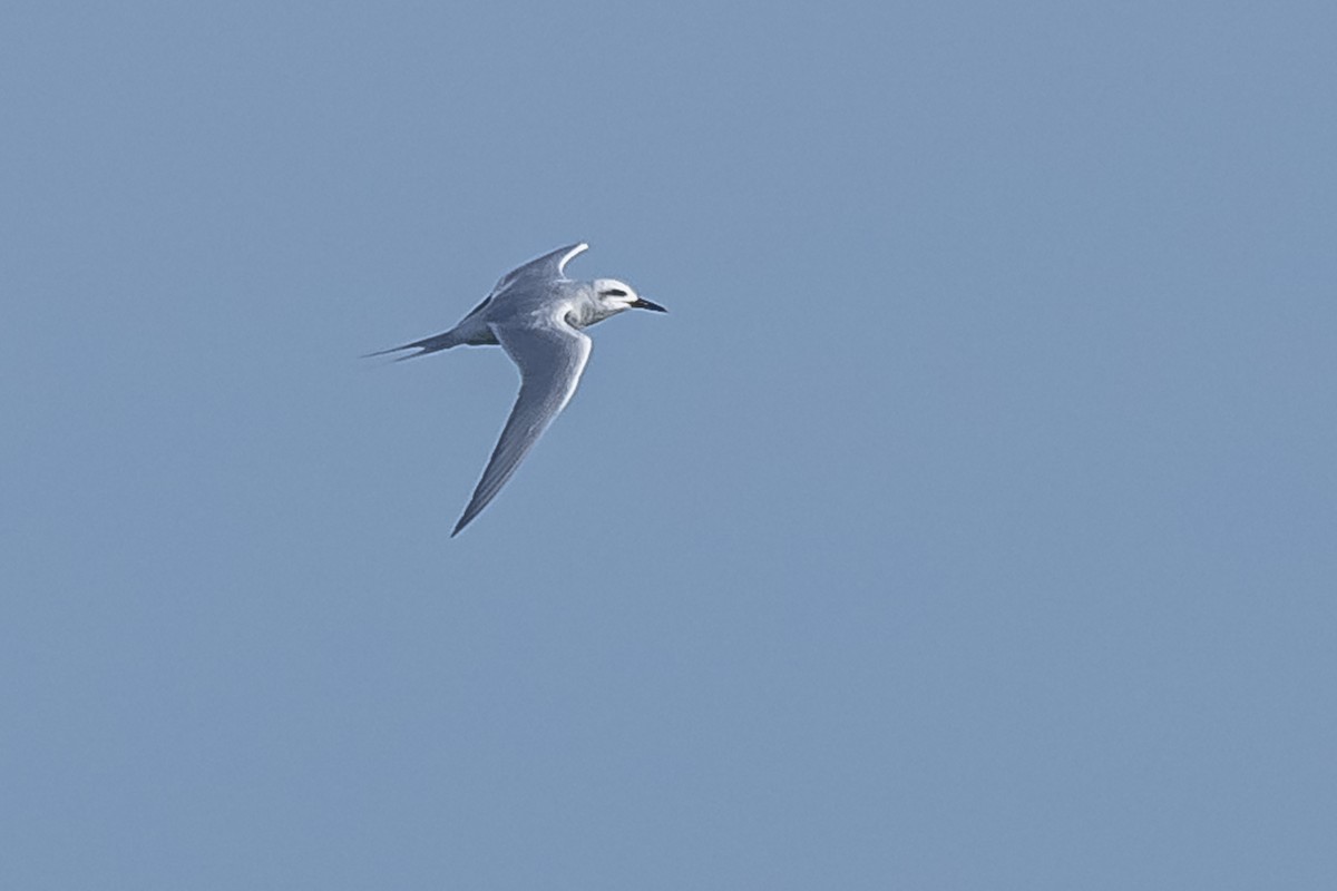 Snowy-crowned Tern - ML594675601