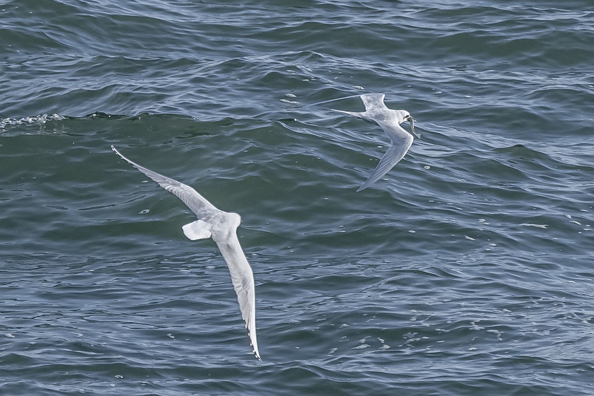 Snowy-crowned Tern - ML594675641