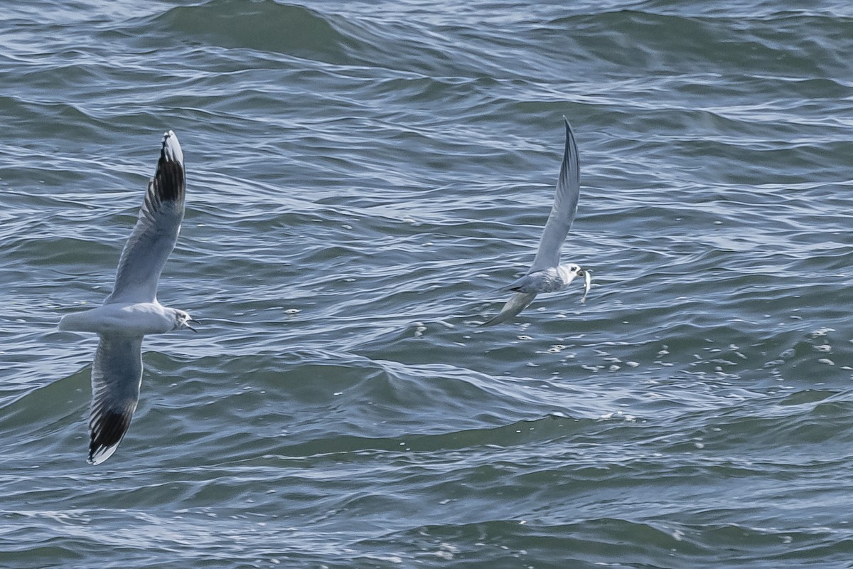 Brown-hooded Gull - ML594675721