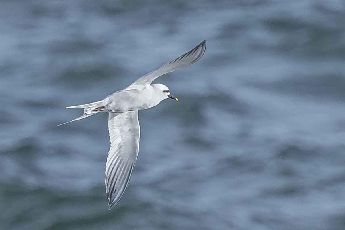 Snowy-crowned Tern - ML594675771