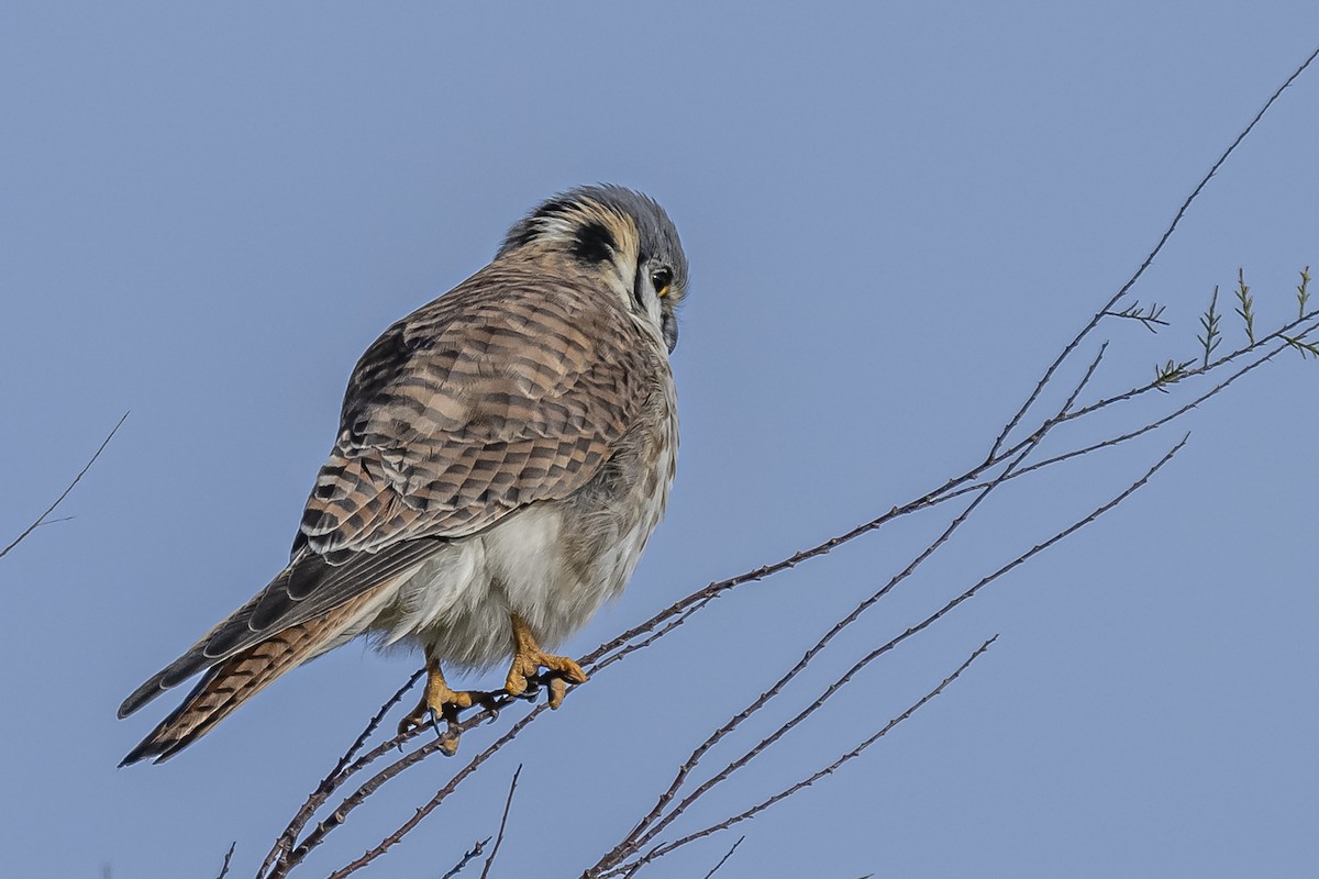 Belatz amerikarra - ML594675801