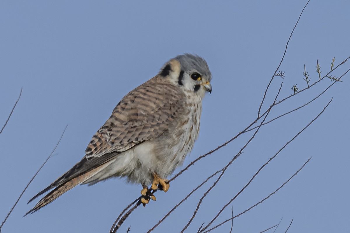 Belatz amerikarra - ML594675831