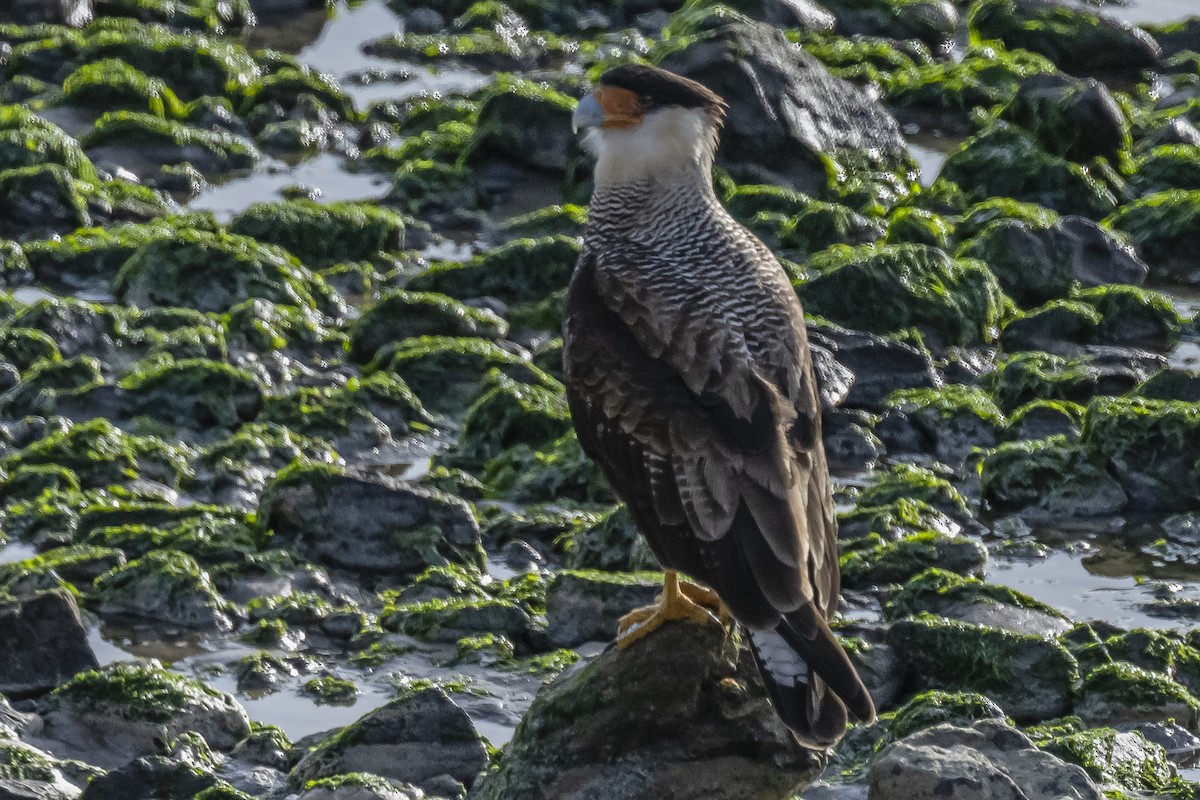 Crested Caracara - ML594675881