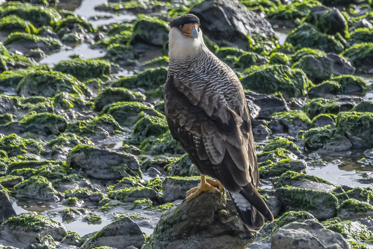 Crested Caracara - ML594675901