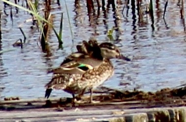 Green-winged Teal - ML59467641