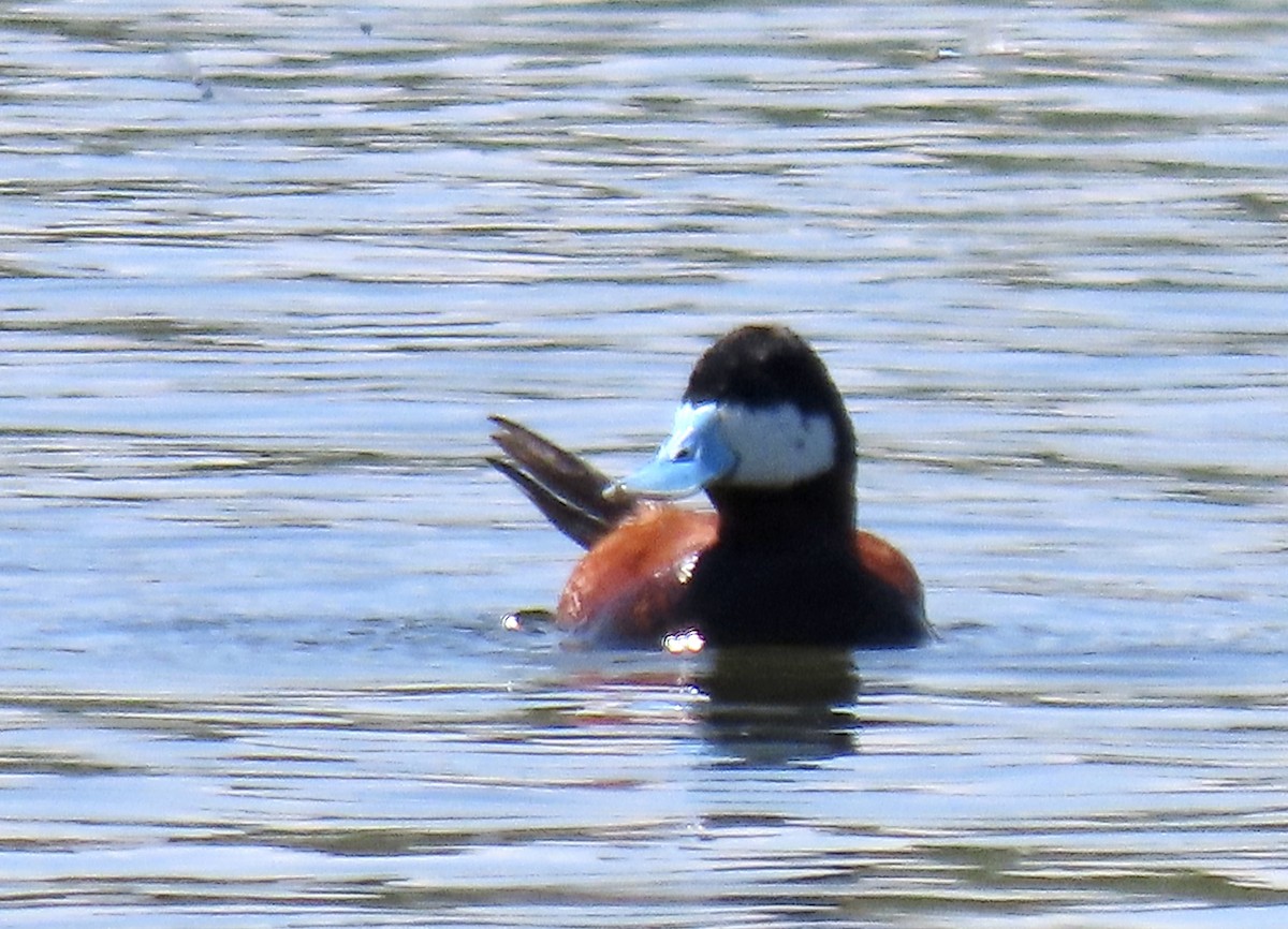 Ruddy Duck - ML594677131