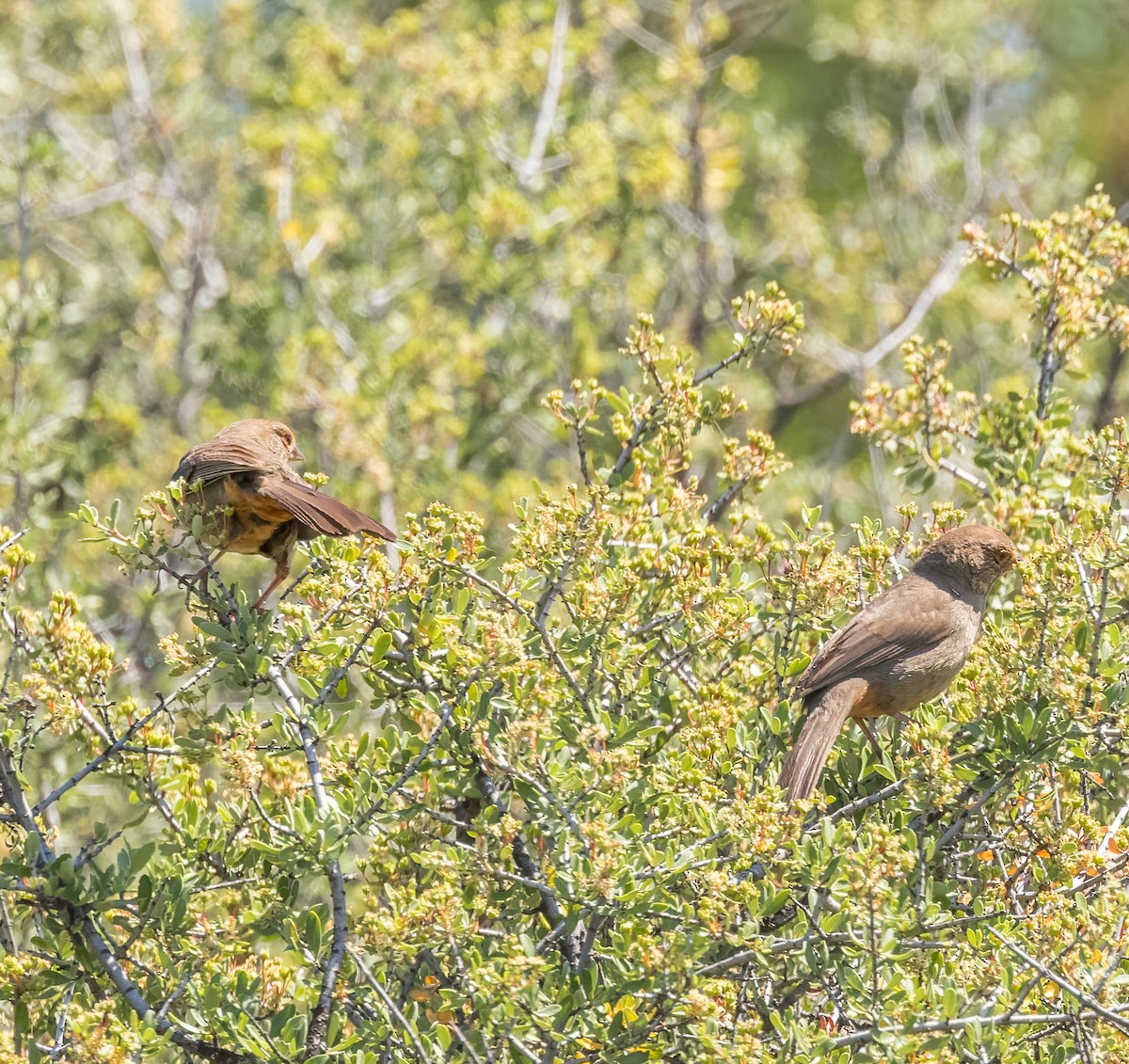 California Towhee - ML594677321