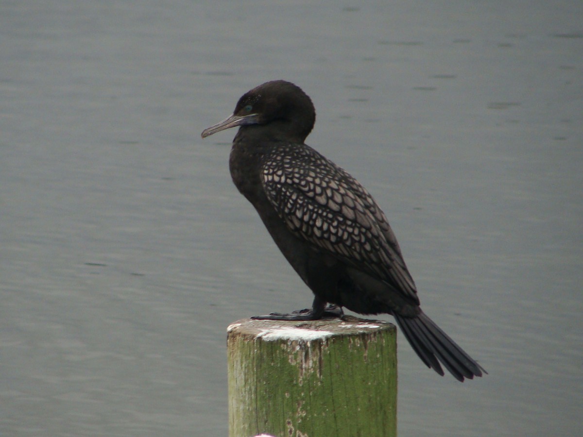 Little Black Cormorant - ML594677671
