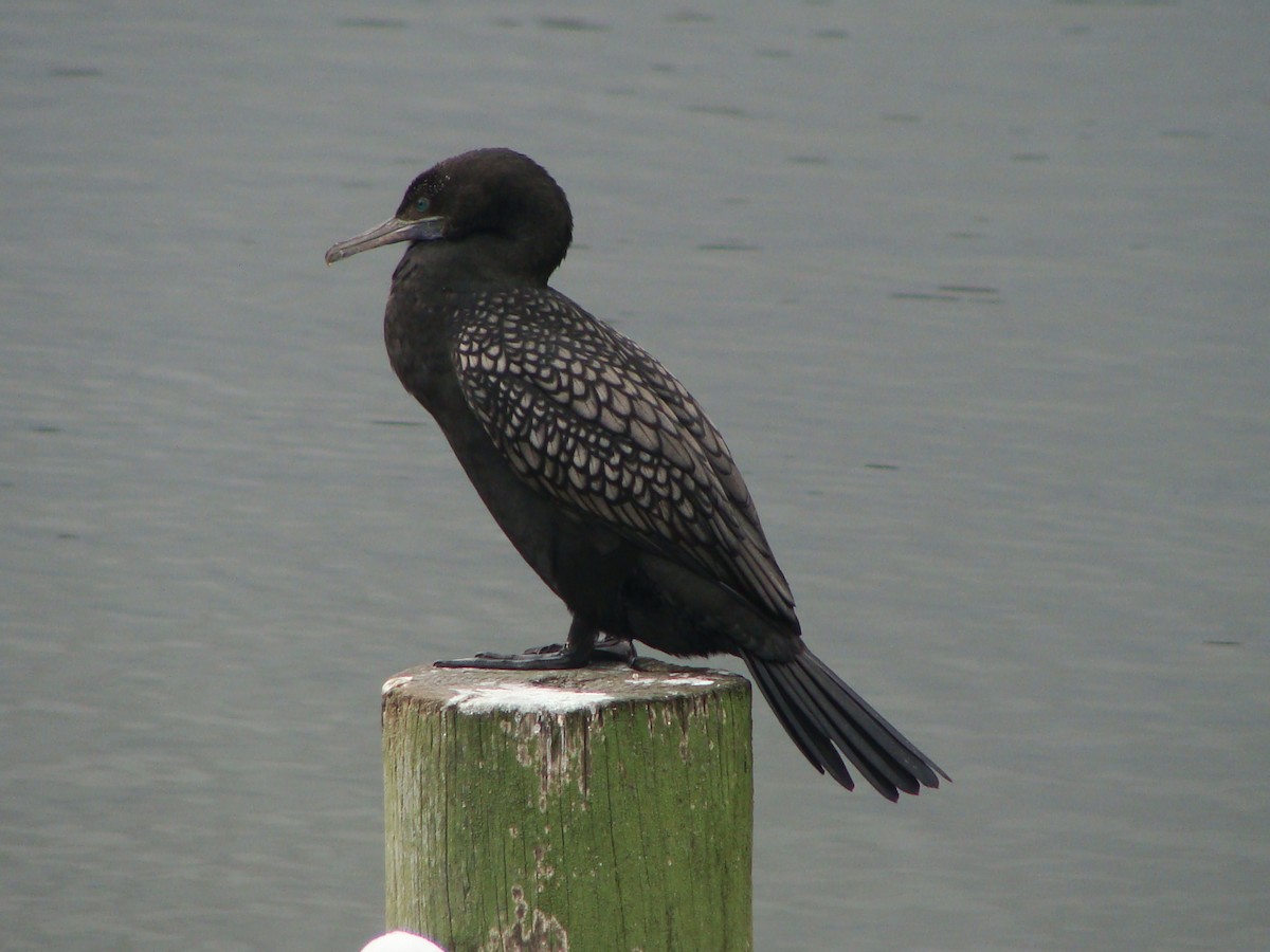 Little Black Cormorant - ML594677681