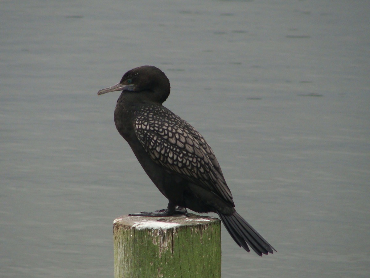 Little Black Cormorant - ML594677691