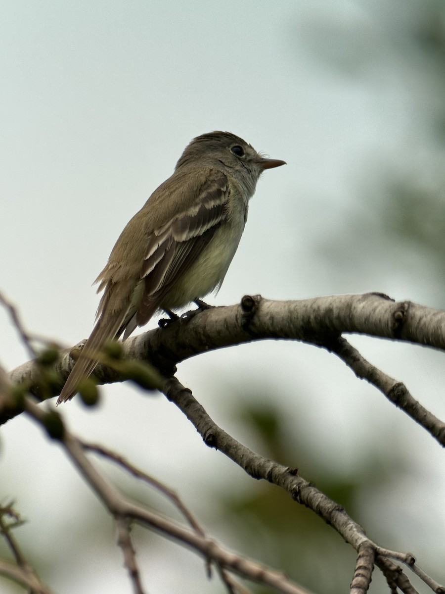 Willow Flycatcher - ML594679041