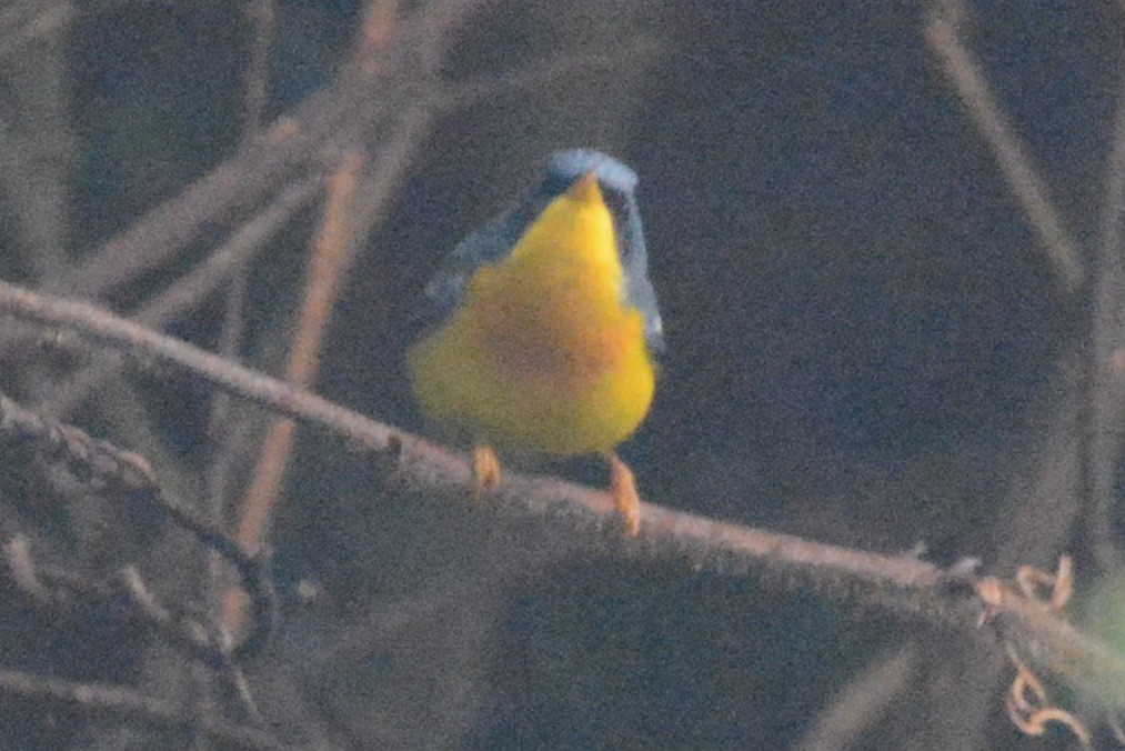 Tropikal Parula - ML594680311