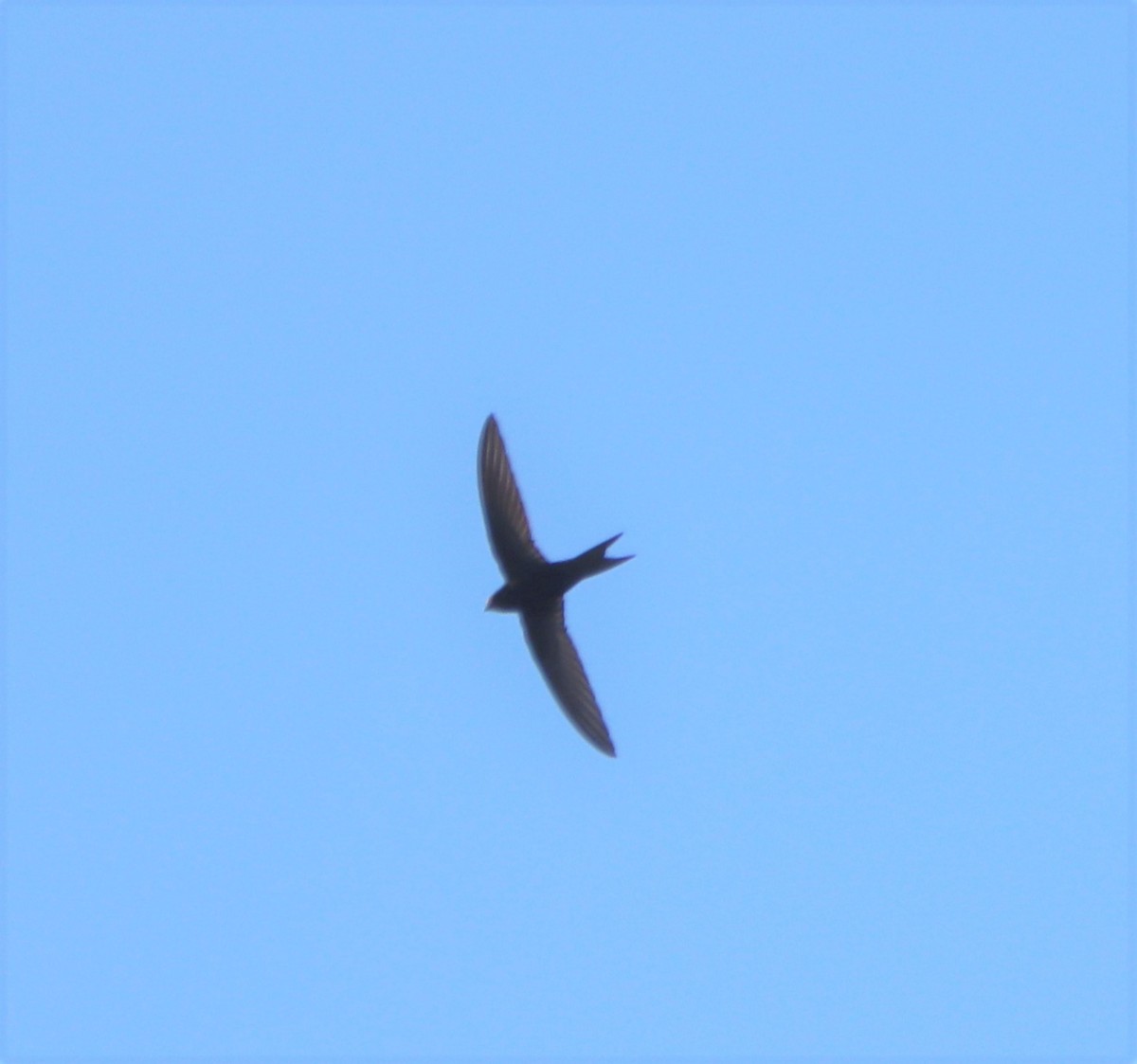 Хурын ураацай - ML594680821