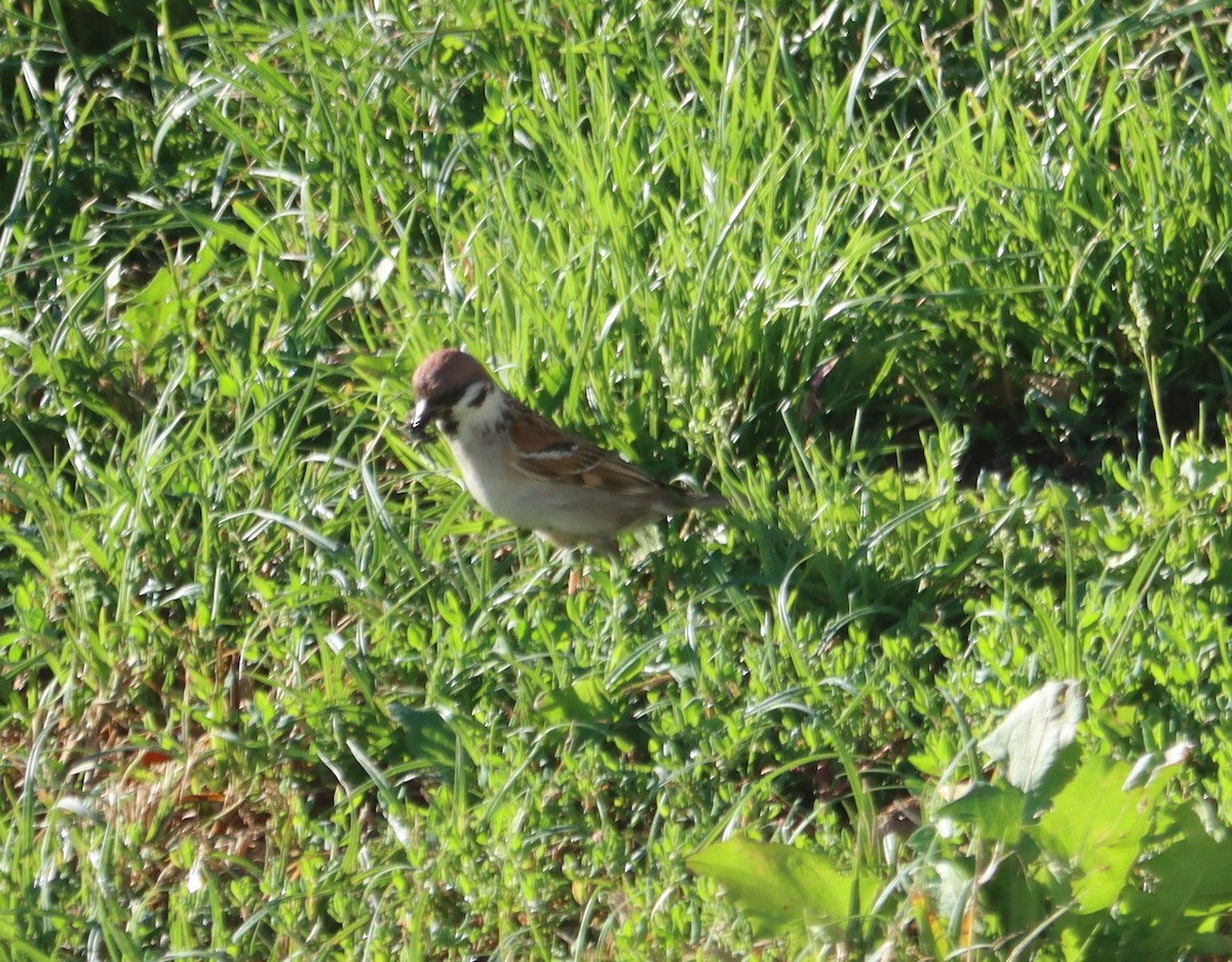 Хээрийн бор шувуу - ML594680921