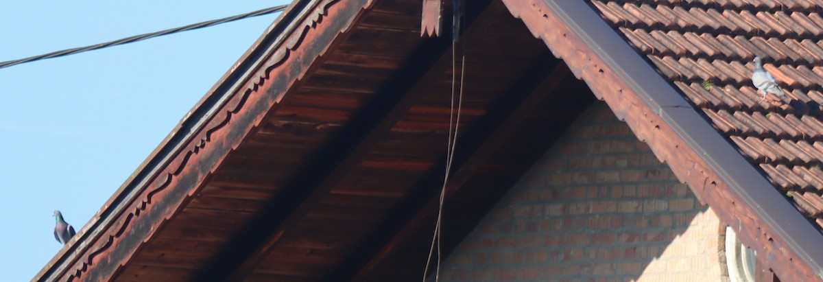 Хөхвөр тагтаа (суурин газрын) - ML594681001