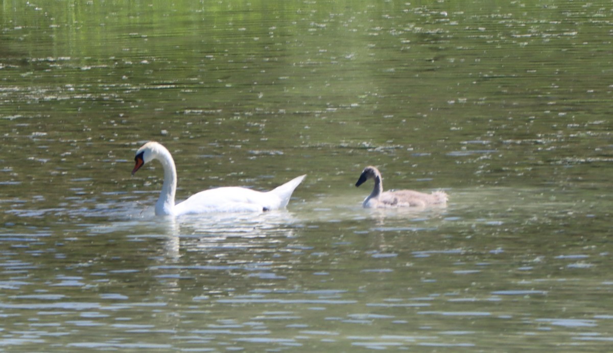 Хуруут хун - ML594681211