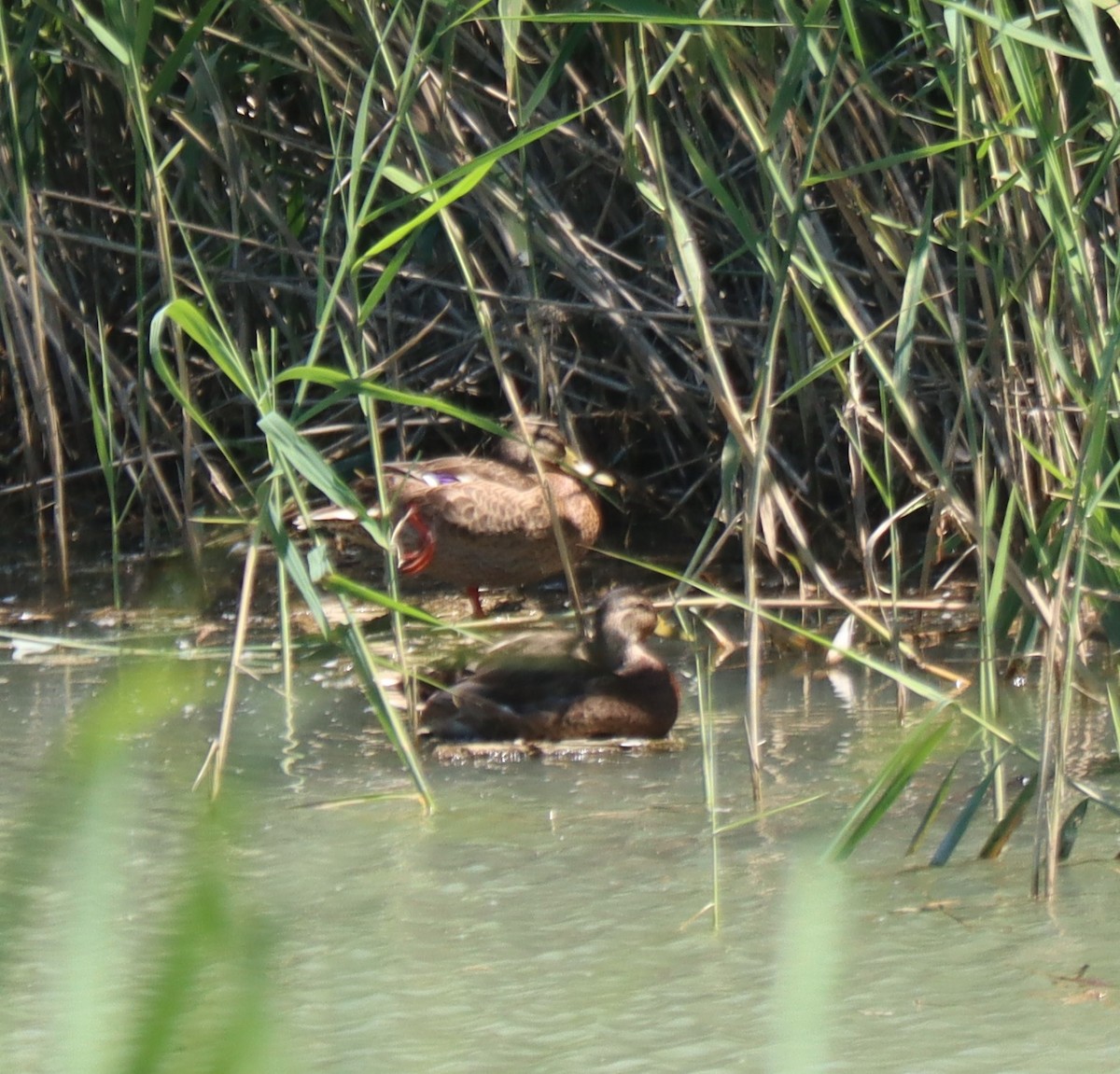 Зэрлэг нугас - ML594681241