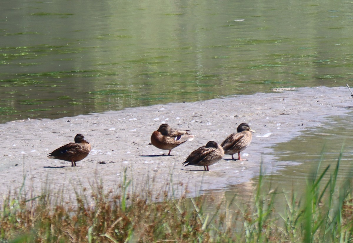 Зэрлэг нугас - ML594681251