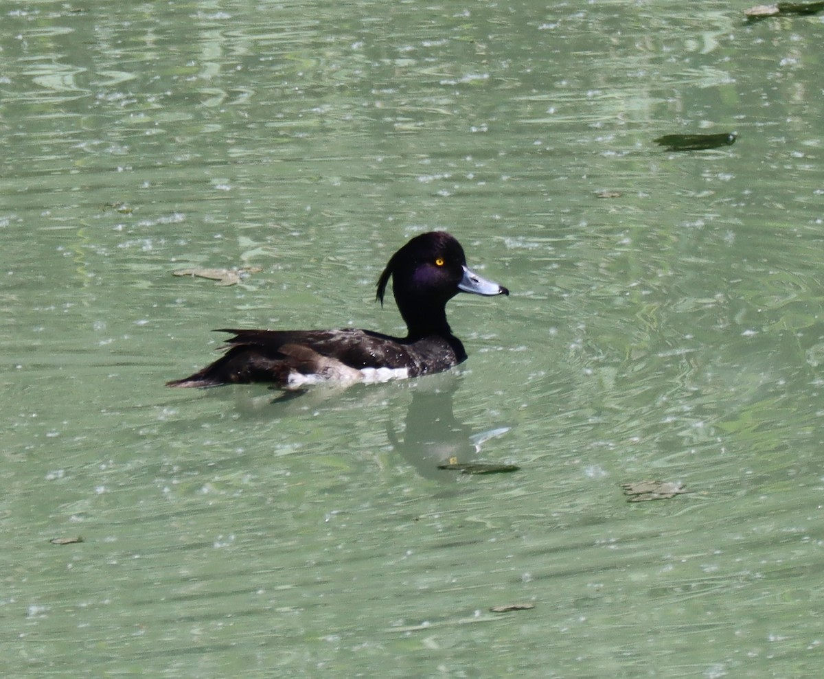 Гэзэгт шумбуур - ML594681351