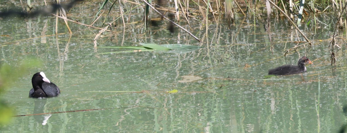 Халзан түнжүүр - ML594681391