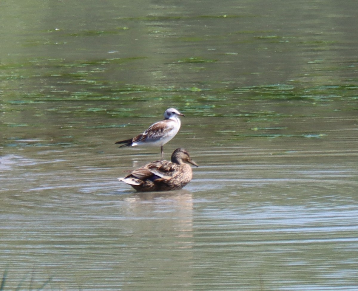 Хүрэн толгойт цахлай - ML594681471