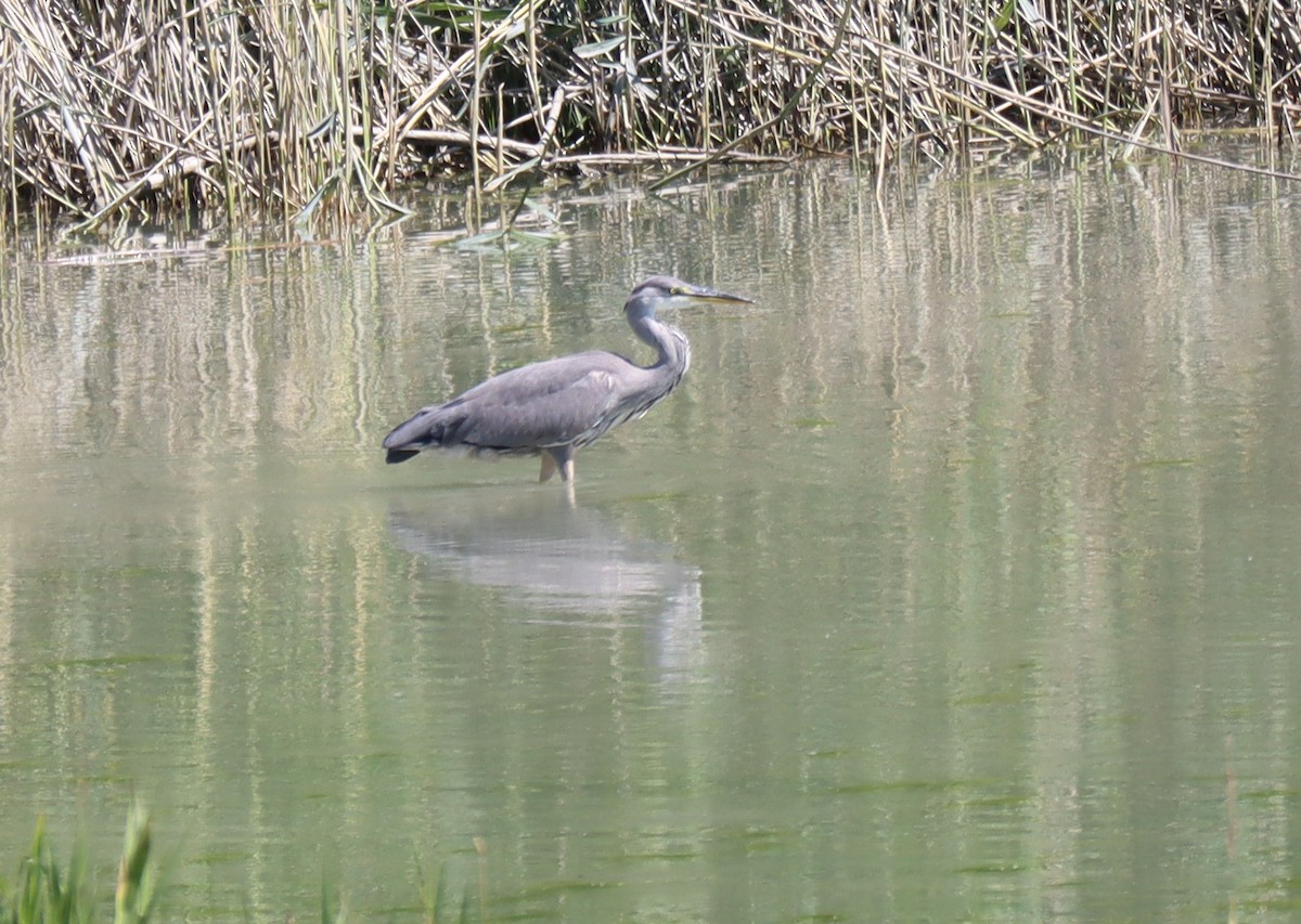 Хөх дэглий - ML594681501