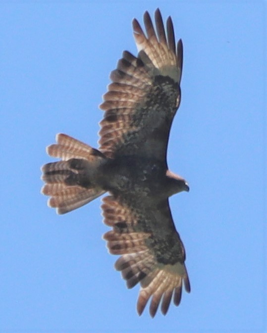 Ойн сар - ML594681671