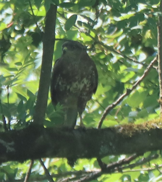 Ойн сар - ML594681681