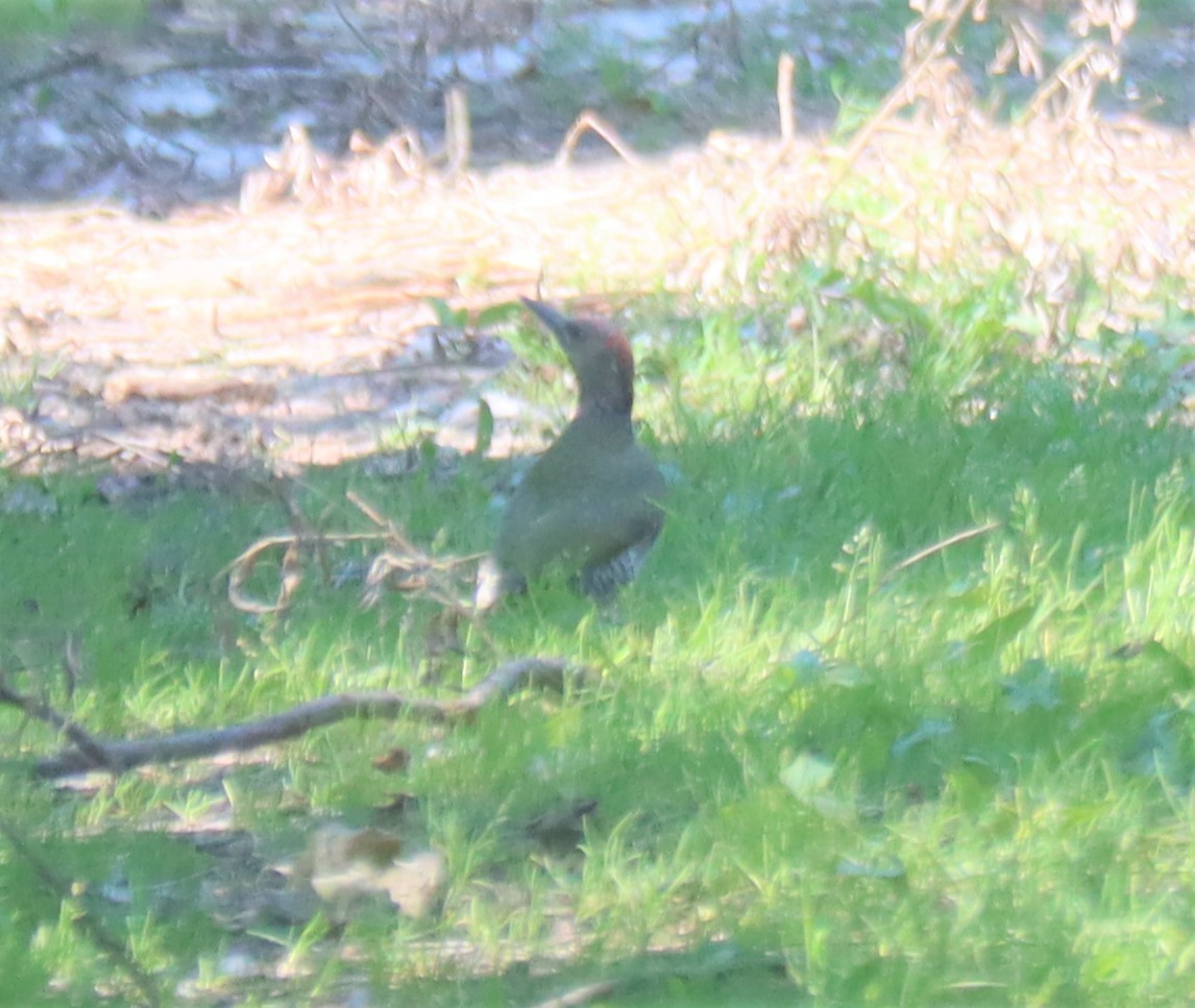 Eurasian Green Woodpecker - ML594681741