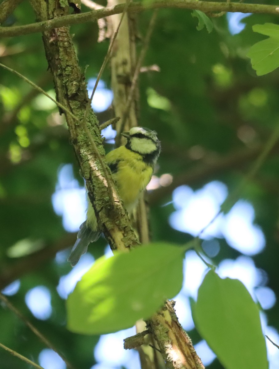 Өрнийн хөх бух - ML594681761