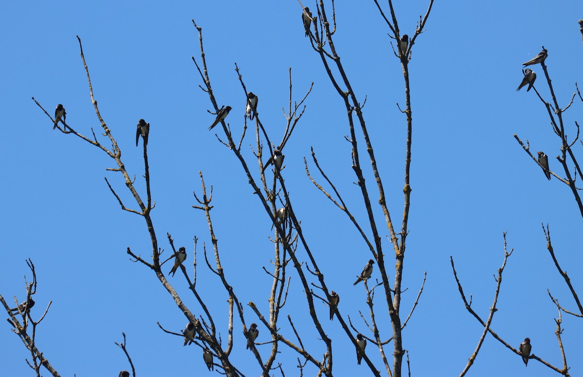 Асрын хараацай - ML594681821