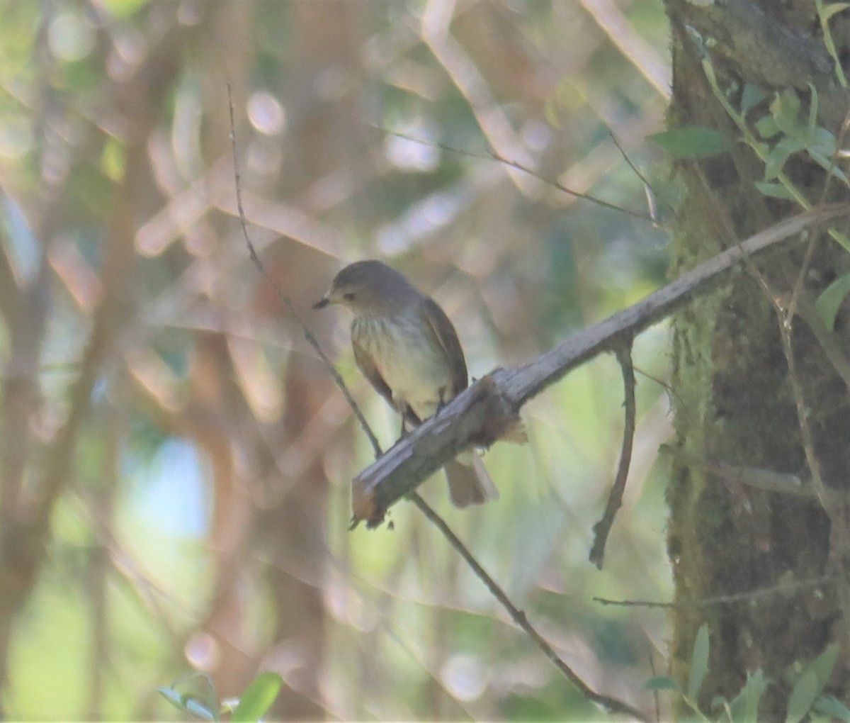 Spotted Flycatcher (Spotted) - ML594681951
