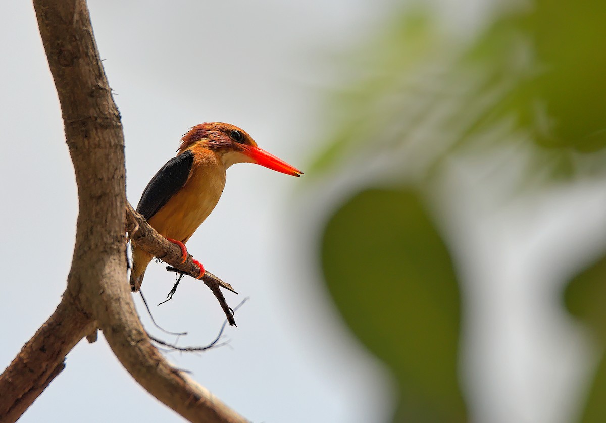African Dwarf Kingfisher - joseph younes