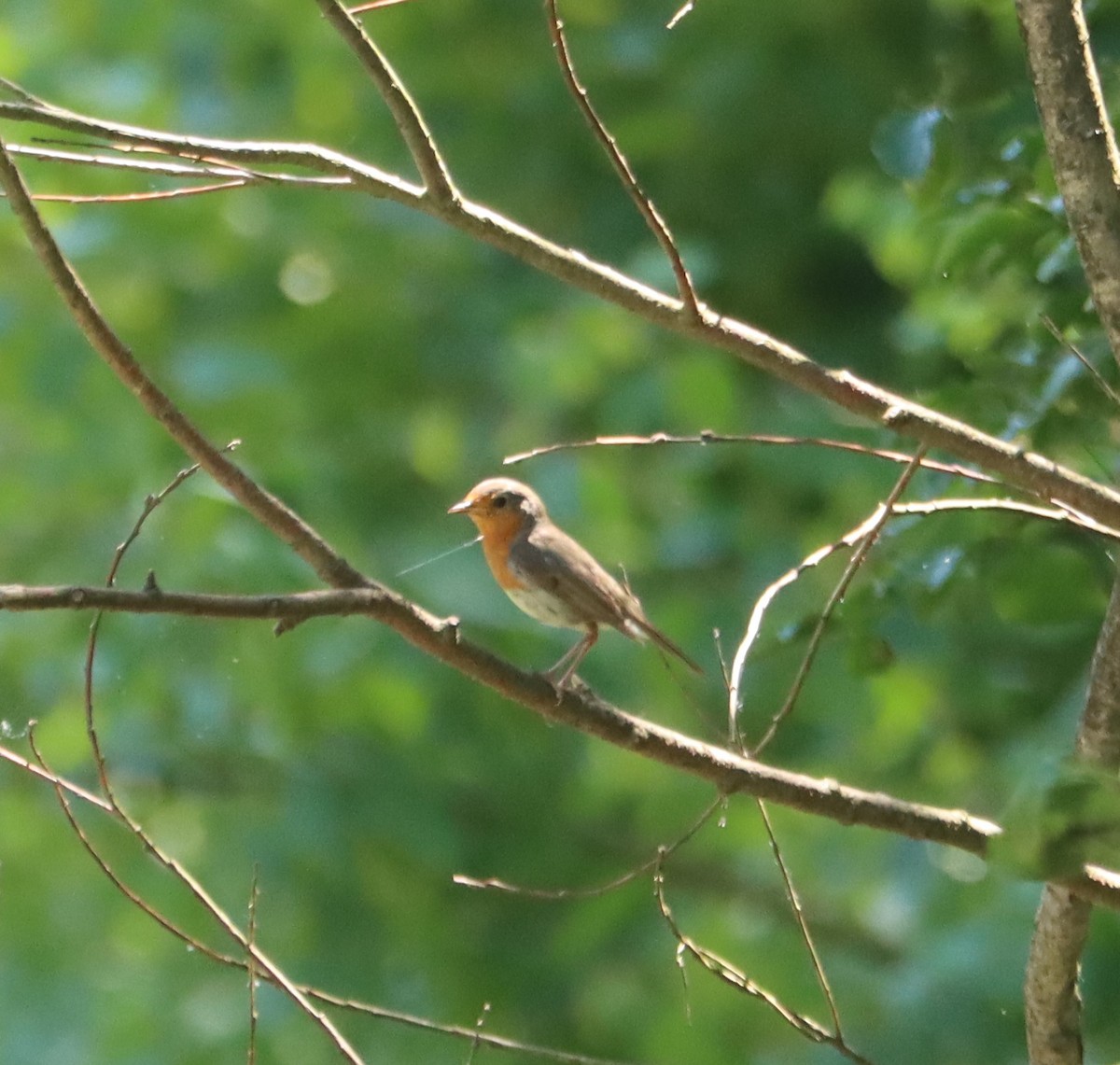 Өрнийн зээрд омруут - ML594681981