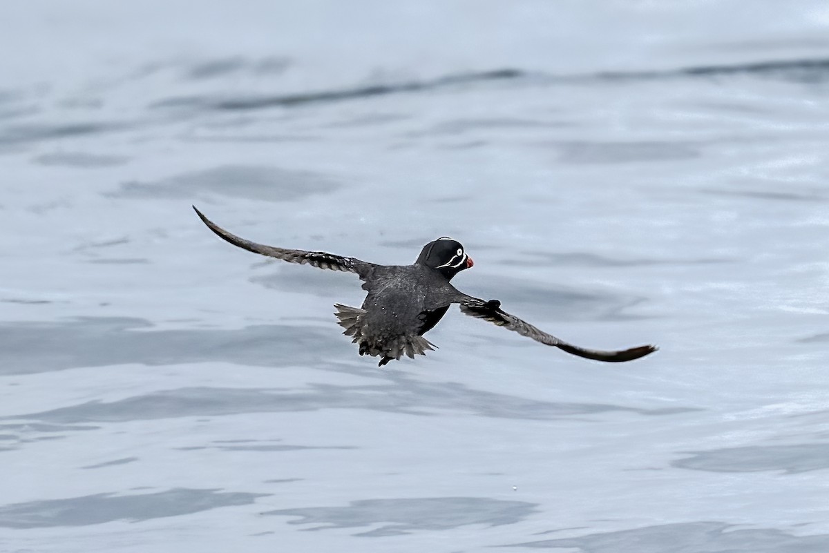 Whiskered Auklet - ML594683081