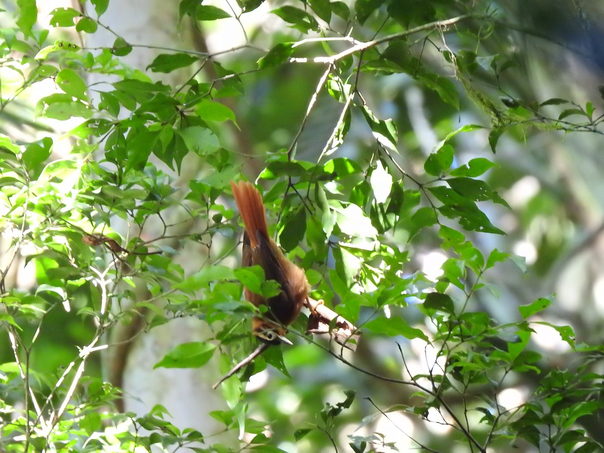 Black-capped Foliage-gleaner - ML594683541