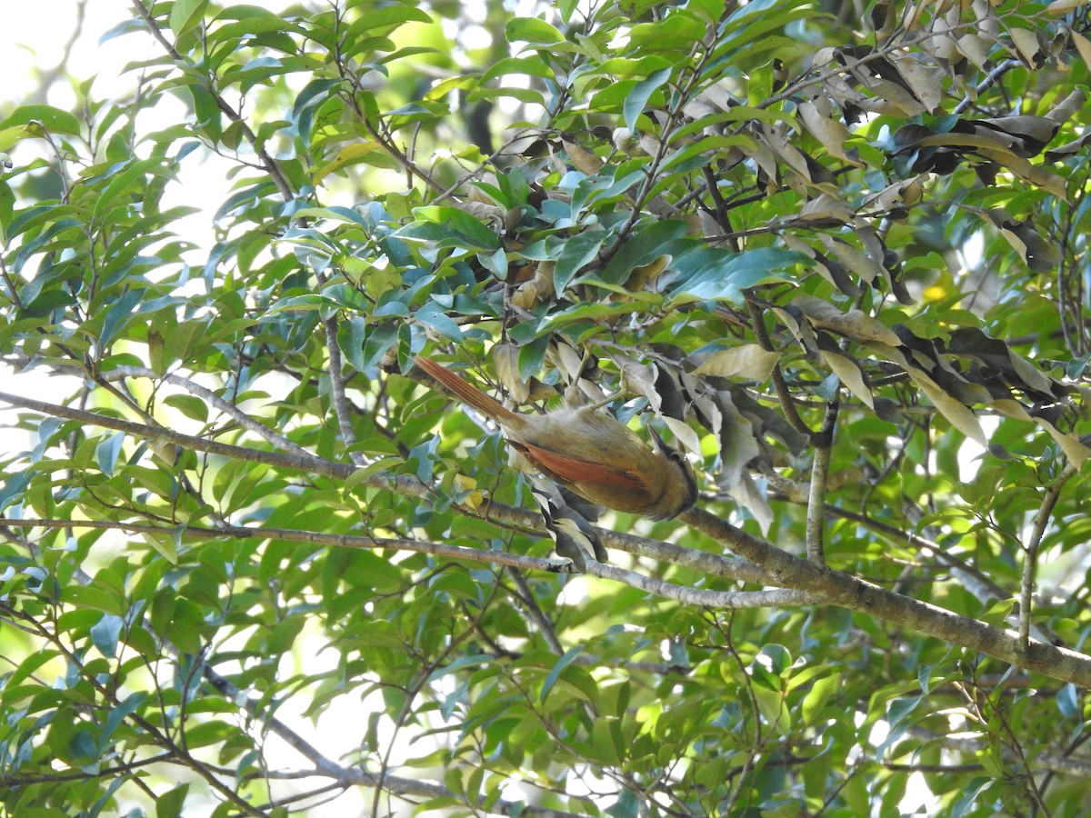 Buff-fronted Foliage-gleaner - ML594683811