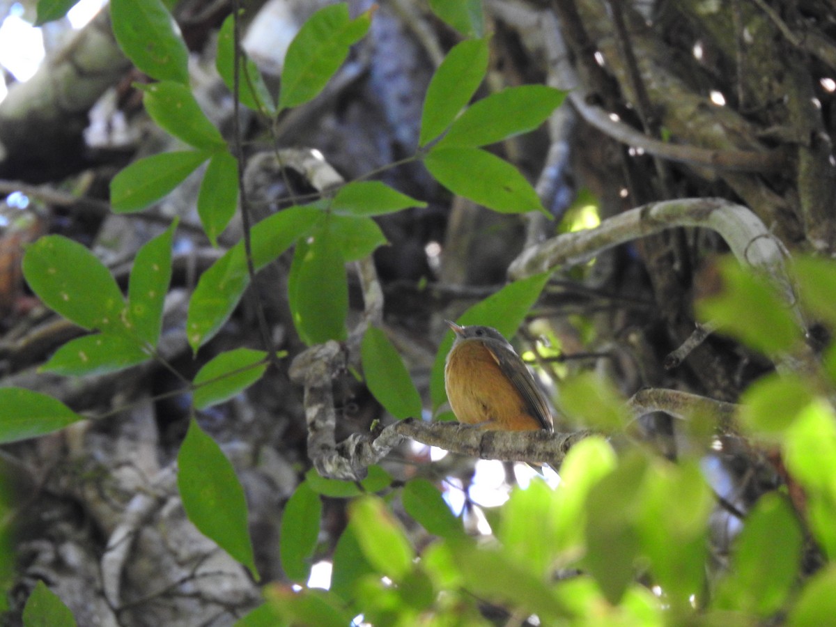 Gray-hooded Flycatcher - ML594683881