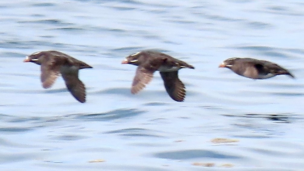 Rhinoceros Auklet - ML594684061