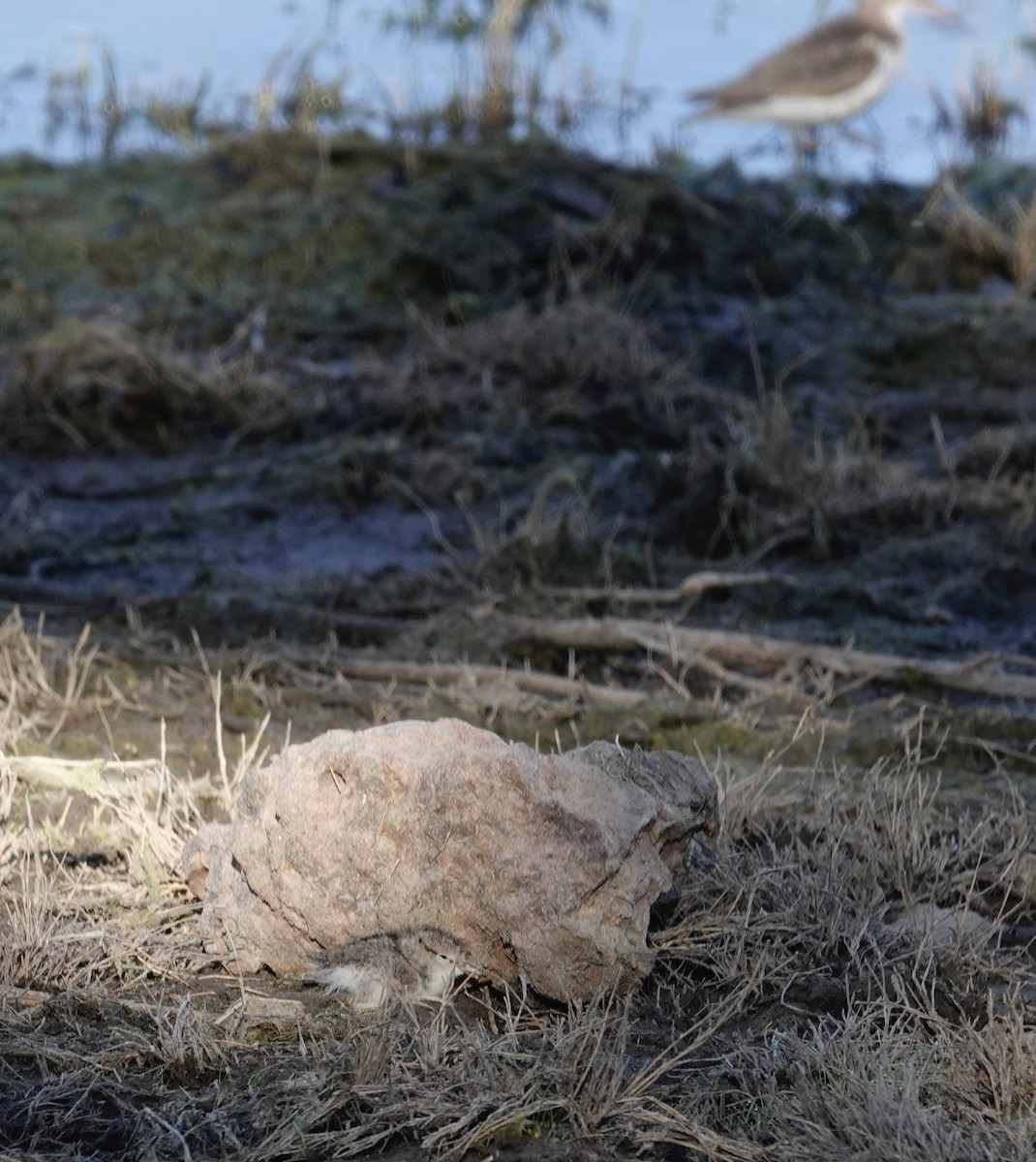 Spotted Sandpiper - ML594685031