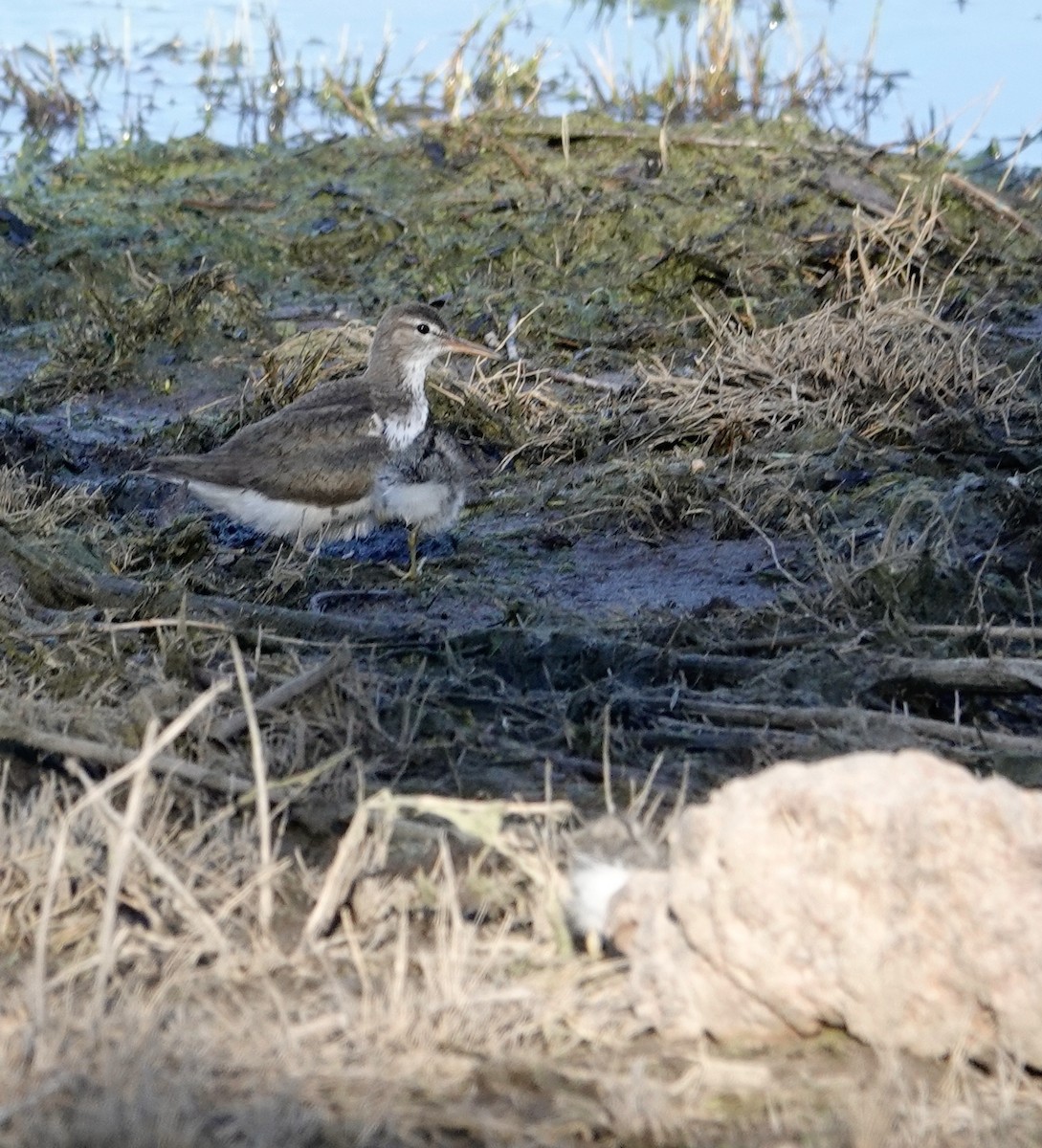 Spotted Sandpiper - ML594685041