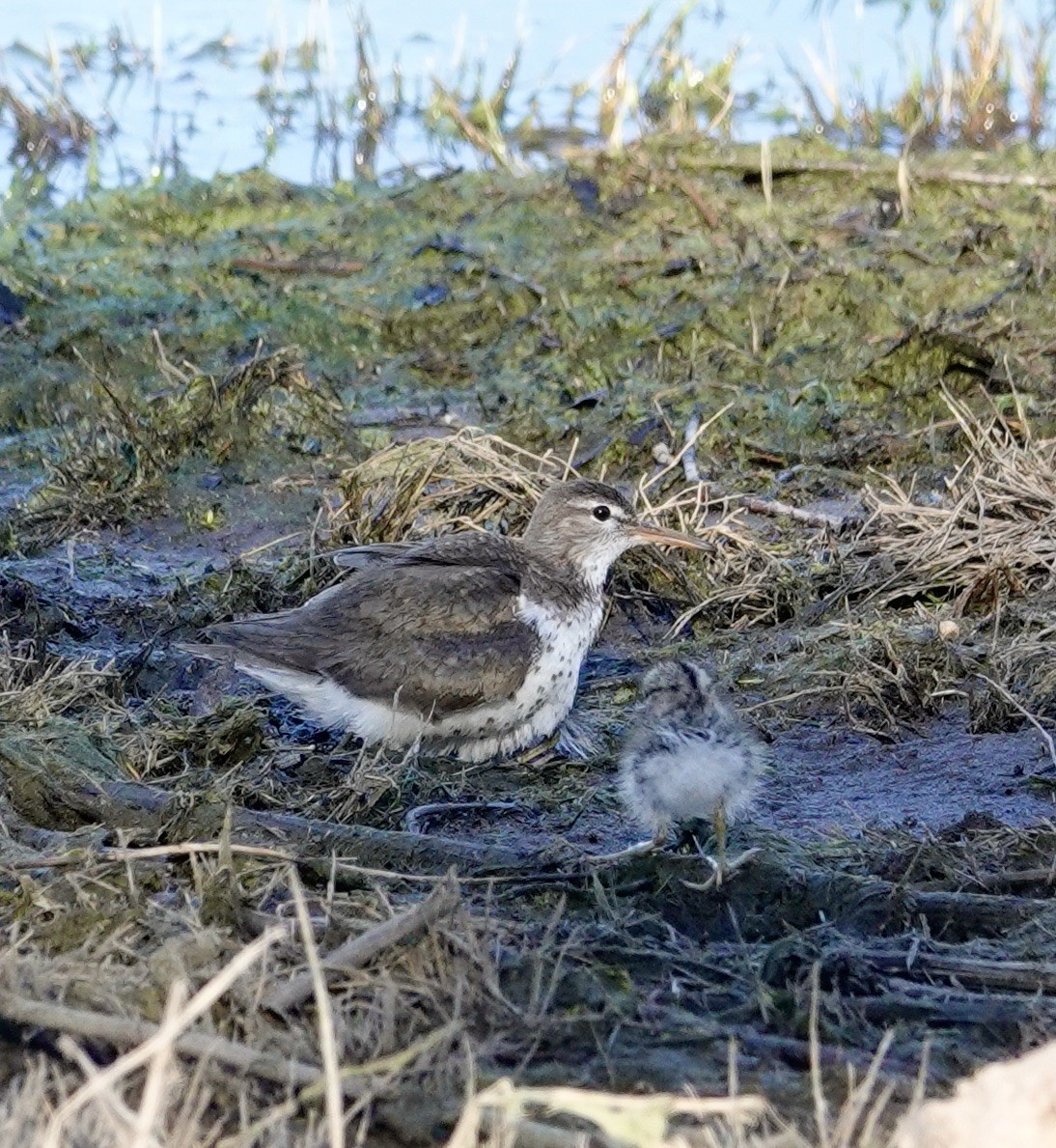 Spotted Sandpiper - ML594685051