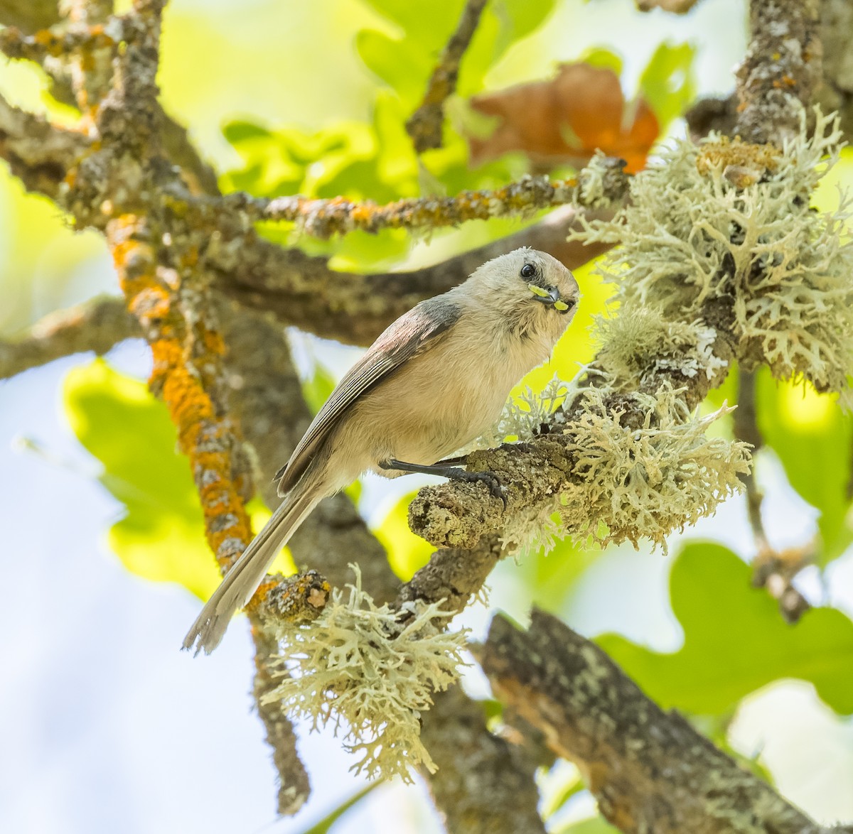 Bushtit - ML594685061